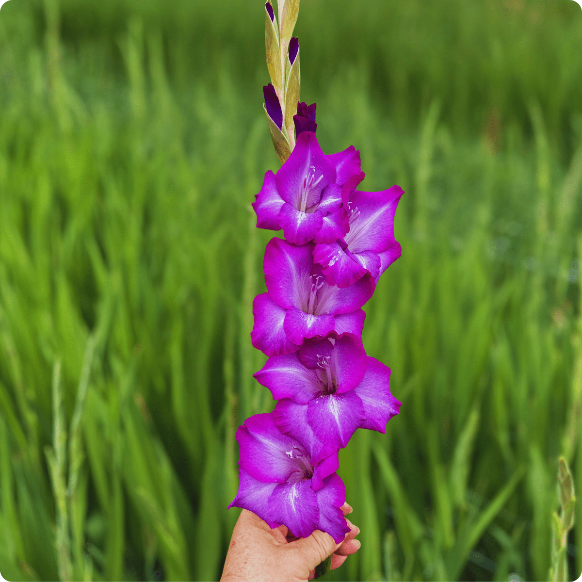 Chemistry Gladiolus Corms (Pack of 10) Sword Lily - Love Dahlias - south - africa - flower - bulbs