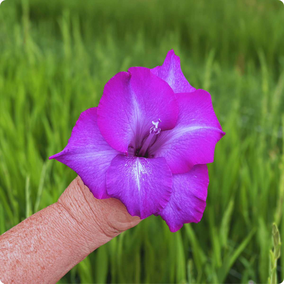 Chemistry Gladiolus Corms (Pack of 10) Sword Lily - Love Dahlias - south - africa - flower - bulbs