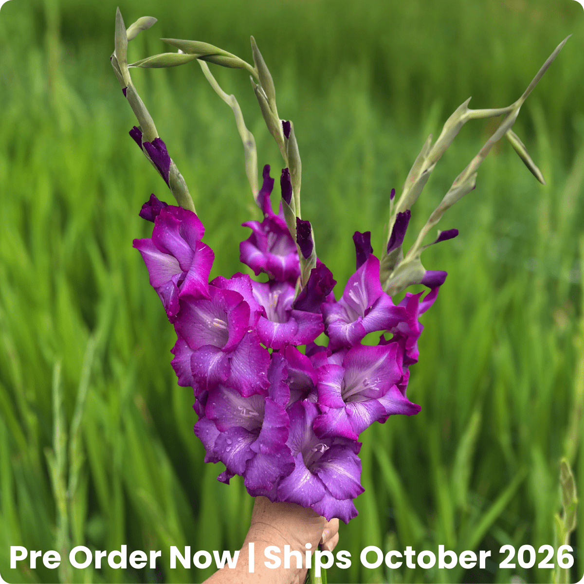 Chemistry Gladiolus Corms (Pack of 10) Sword Lily - Love Dahlias - south - africa - flower - bulbs