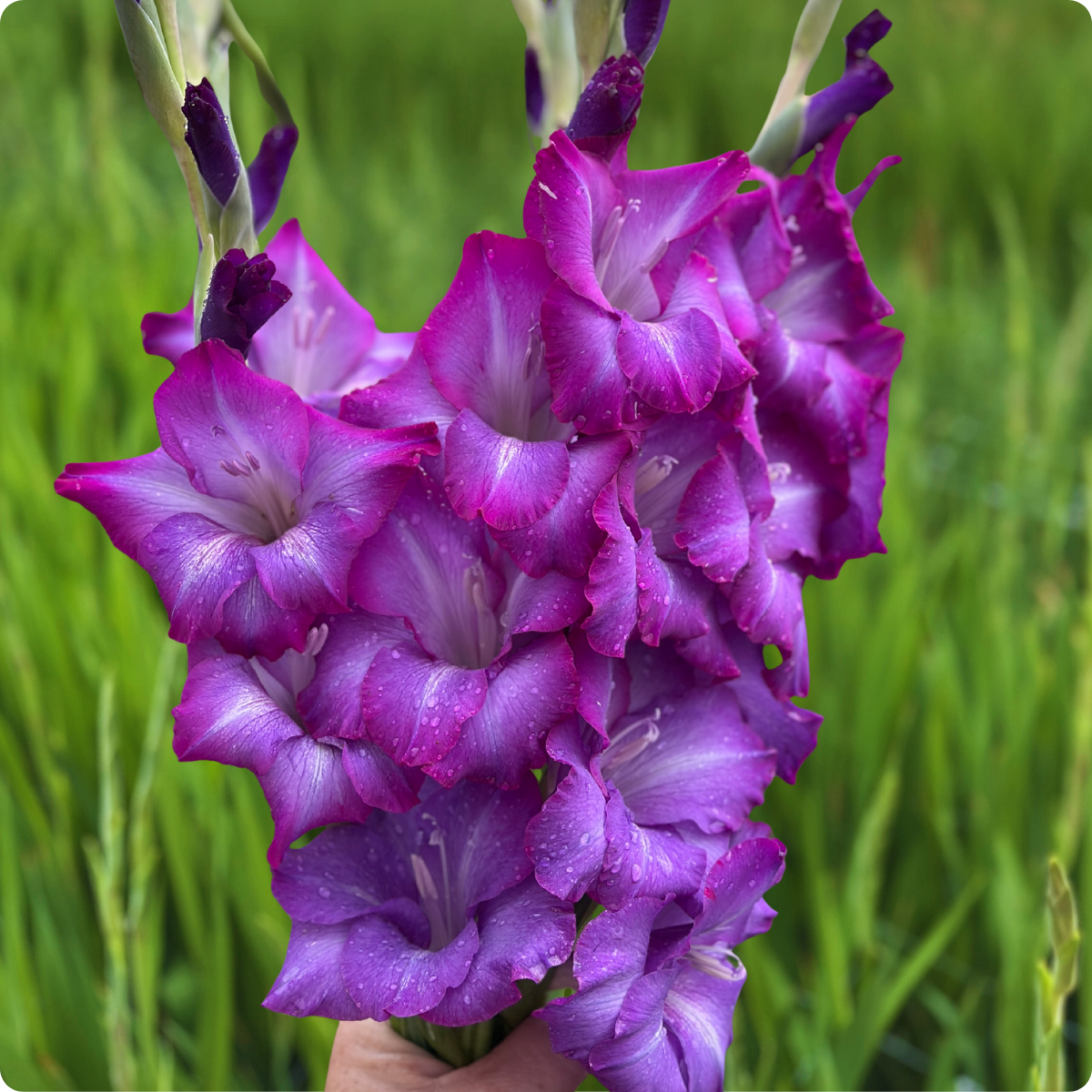 Chemistry Gladiolus (Pack of 10) Sword Lily - Love Dahlias - south - africa - flower - bulbs