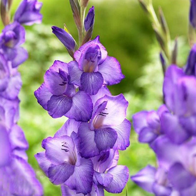 Chemistry Gladiolus (Pack of 12) Sword Lily - Love Dahlias - south - africa - flower - bulbs