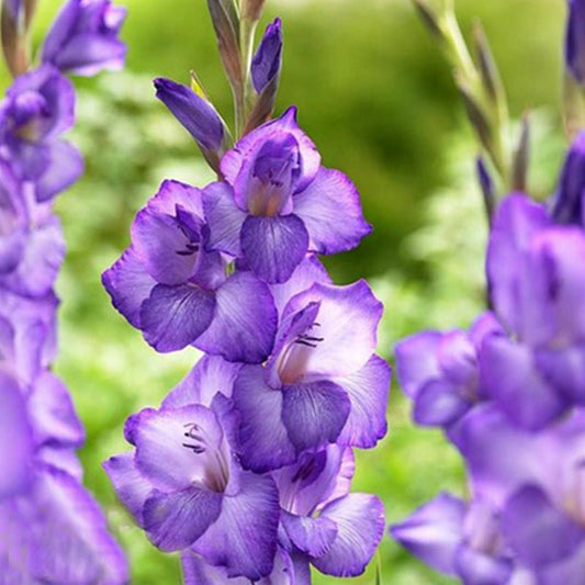 Chemistry Gladiolus (Pack of 12) Sword Lily - Love Dahlias - south - africa - flower - bulbs