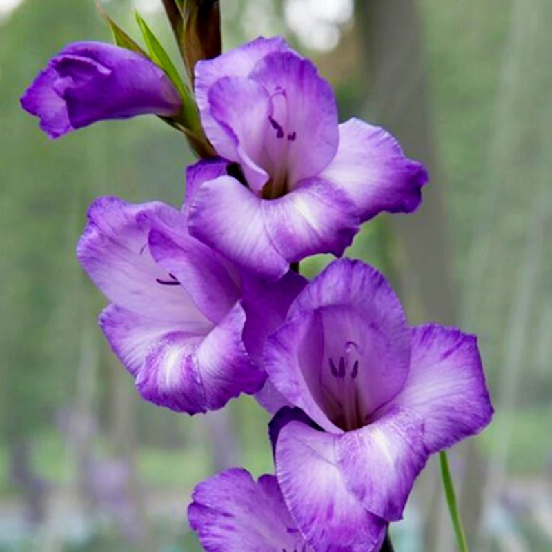 Chemistry Gladiolus (Pack of 12) Sword Lily - Love Dahlias - south - africa - flower - bulbs