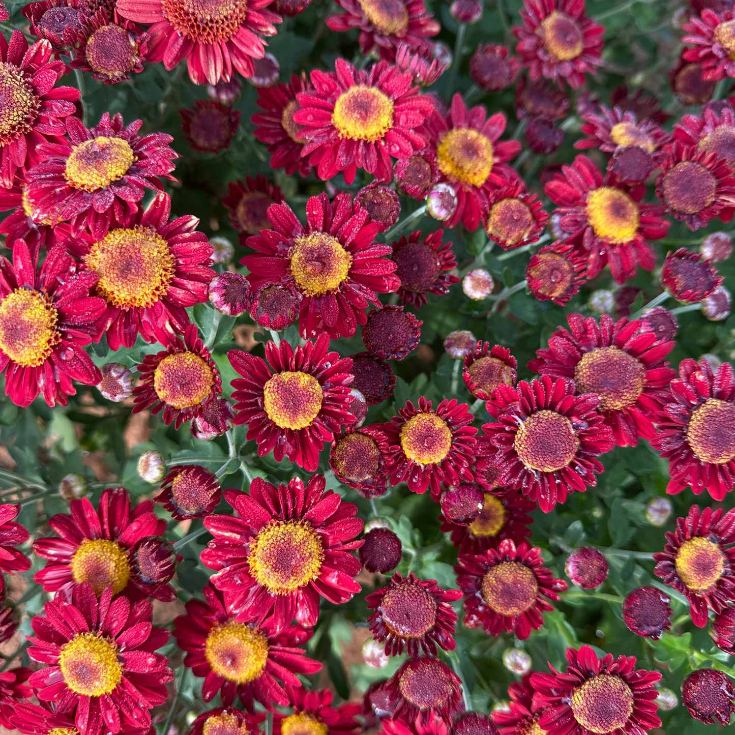 Cherry Pie Heirloom Chrysanthemum | South Africa - Love Dahlias - south - africa - flower - bulbs