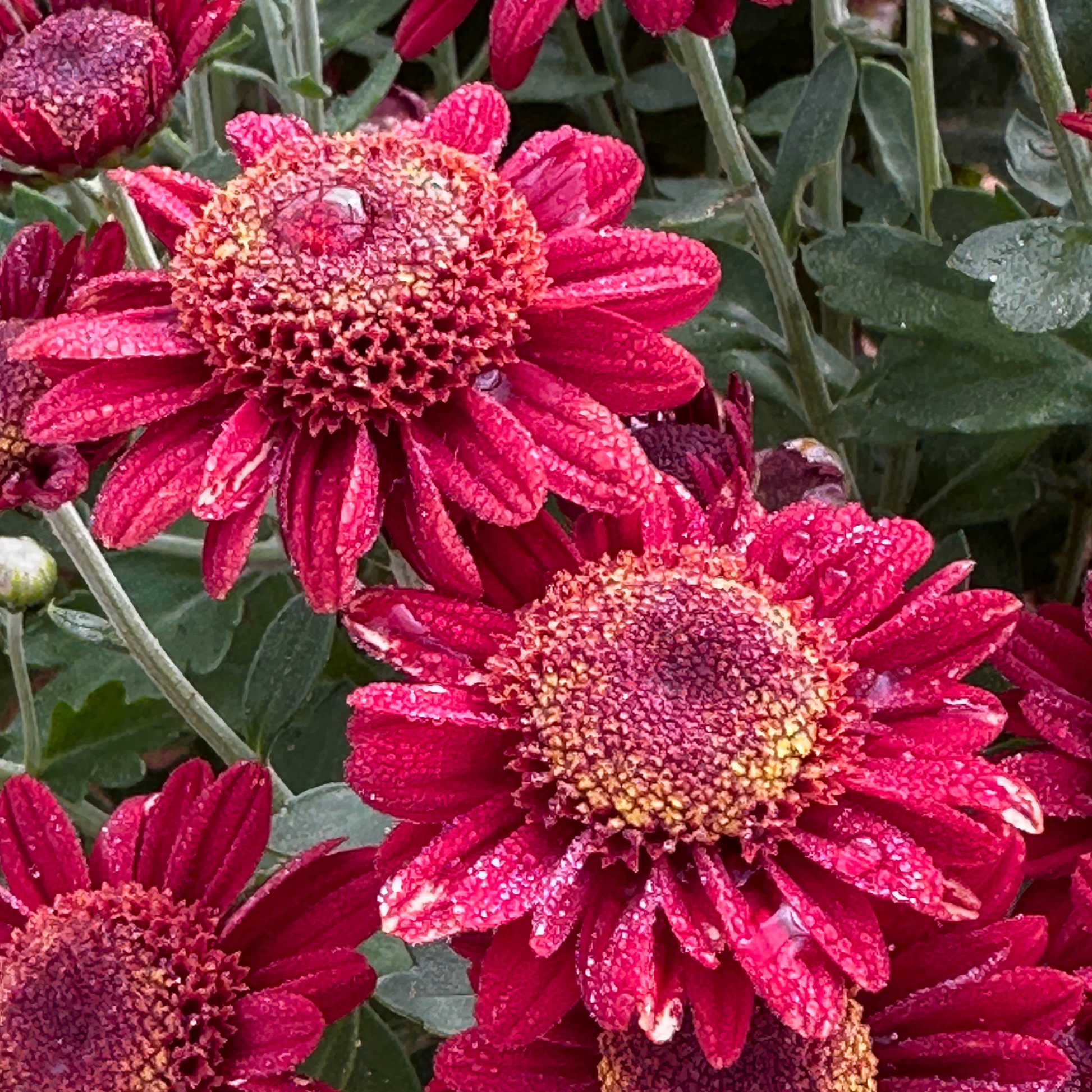 Cherry Pie Heirloom Chrysanthemum | South Africa - Love Dahlias - south - africa - flower - bulbs