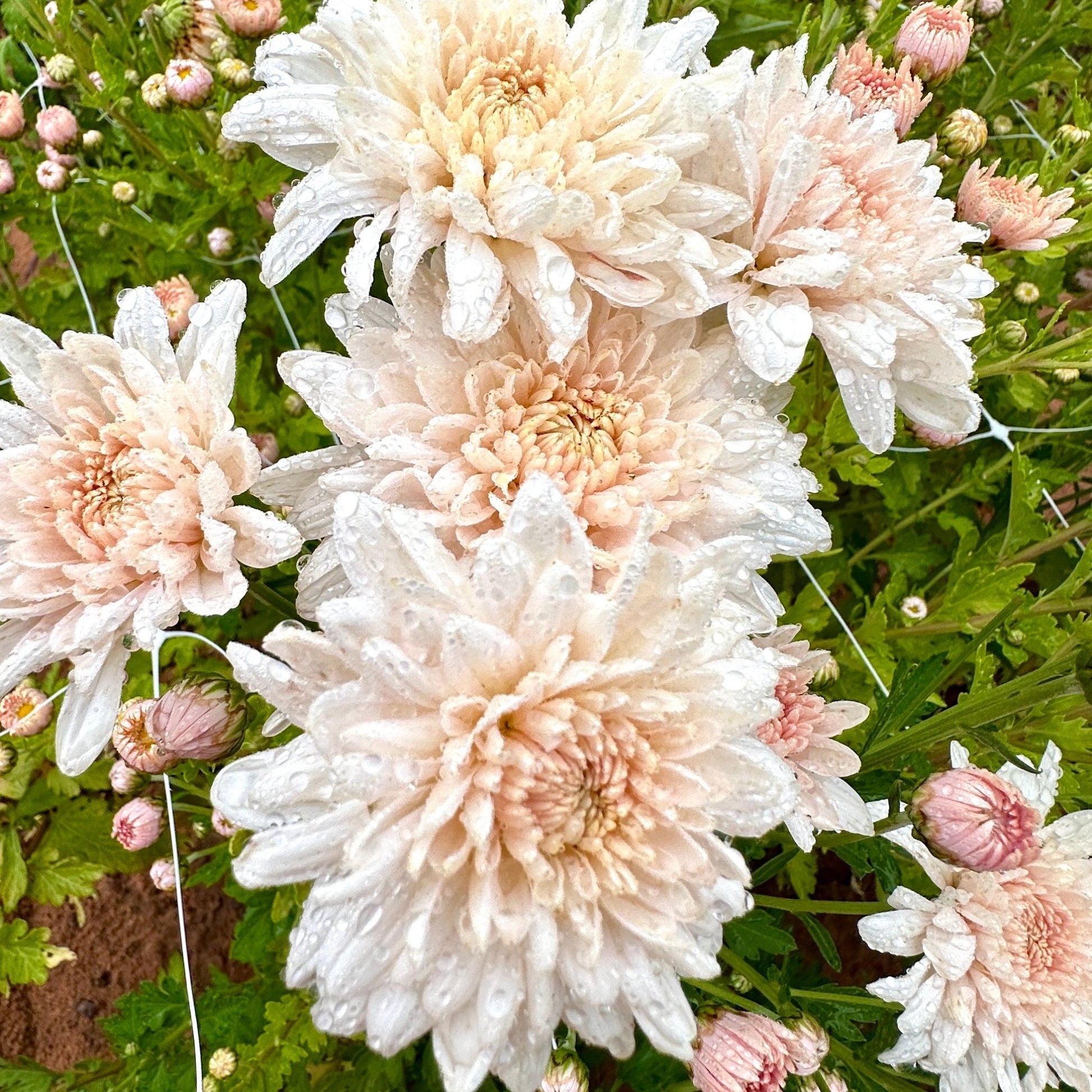Chiffon Heirloom Chrysanthemum | South Africa - Love Dahlias - south - africa - flower - bulbs