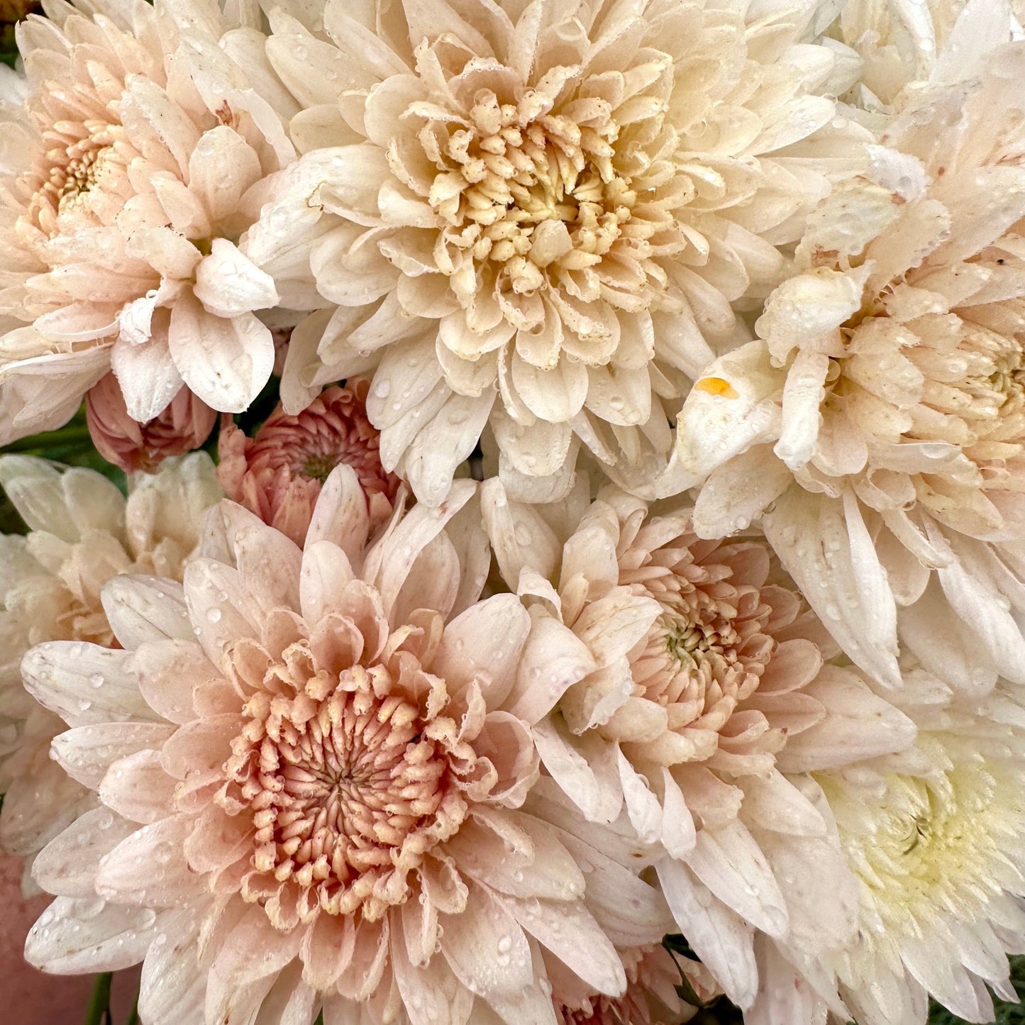 Chiffon Heirloom Chrysanthemum | South Africa - Love Dahlias - south - africa - flower - bulbs