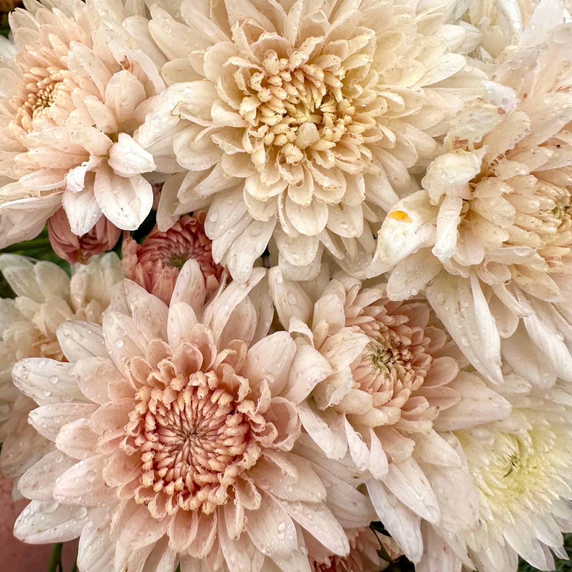 Chiffon Heirloom Chrysanthemum | South Africa - Love Dahlias - south - africa - flower - bulbs