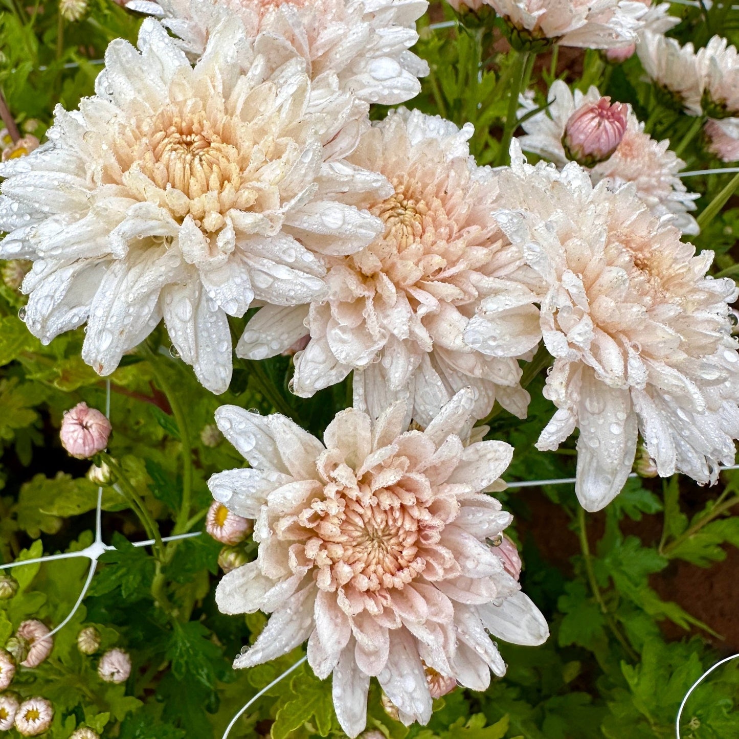 Chiffon Heirloom Chrysanthemum | South Africa - Love Dahlias - south - africa - flower - bulbs