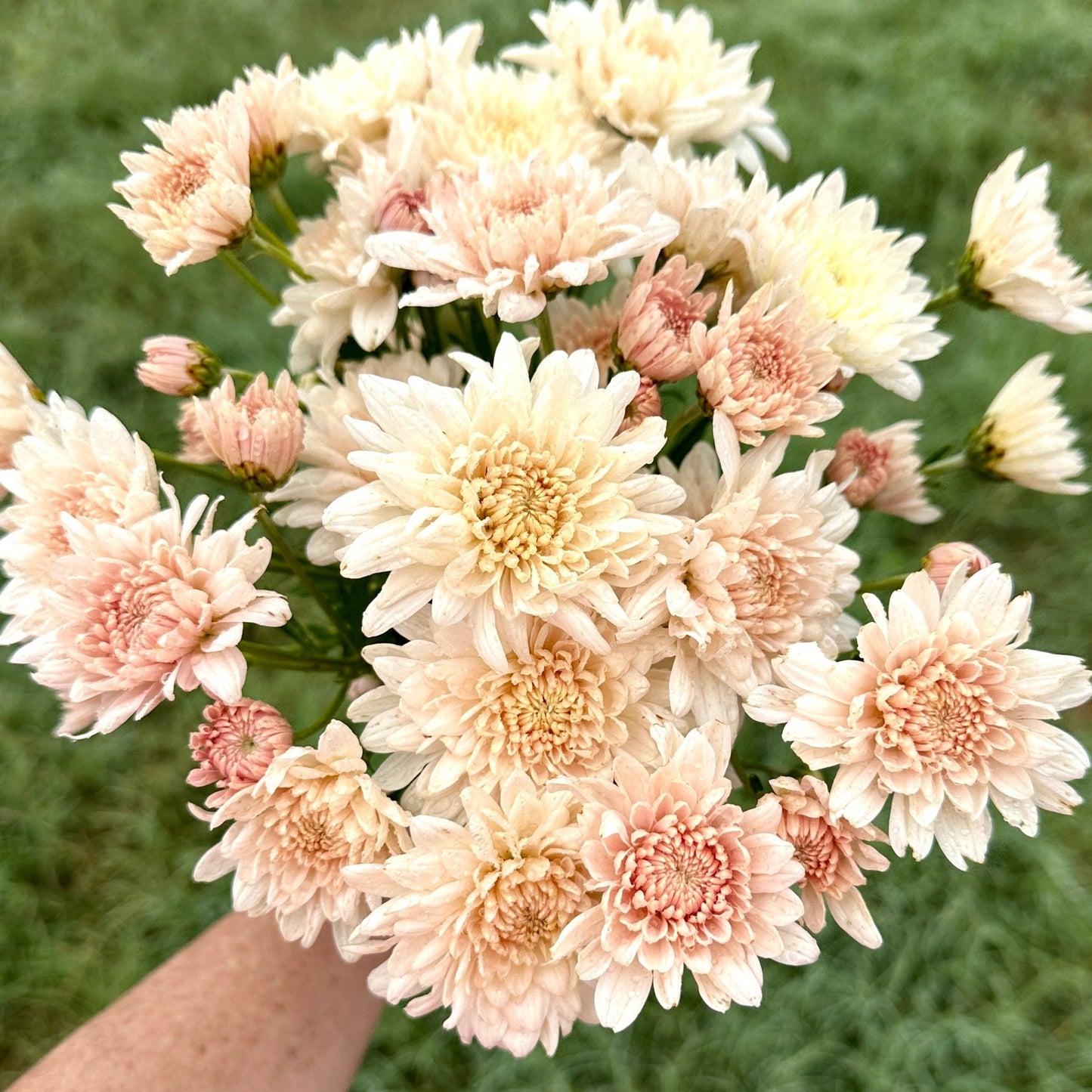 Chiffon Heirloom Chrysanthemum | South Africa - Love Dahlias - south - africa - flower - bulbs