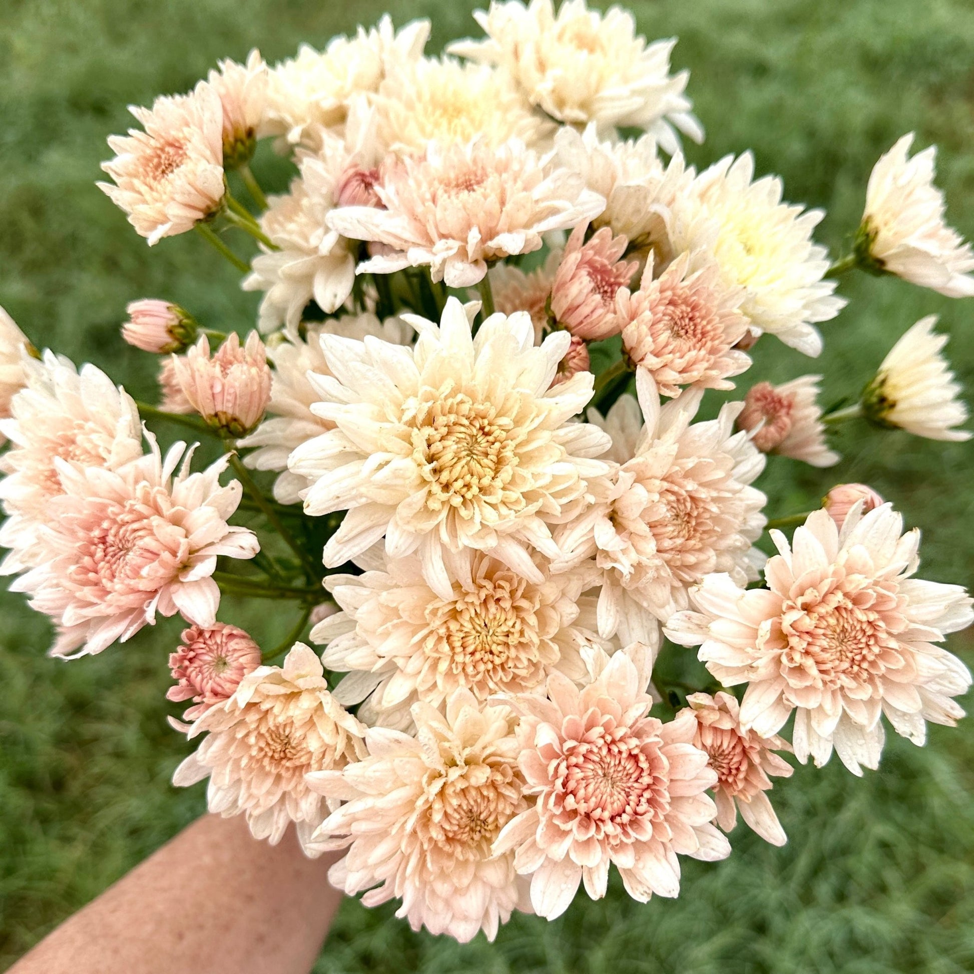 Chiffon Heirloom Chrysanthemum | South Africa - Love Dahlias - south - africa - flower - bulbs