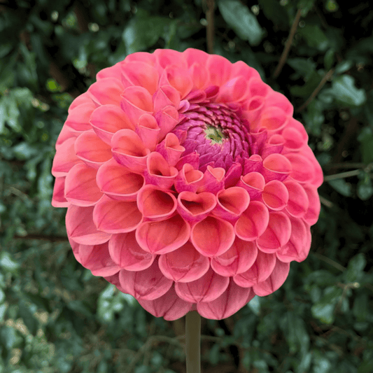 Chislaine AKA Cornel Salmon Dahlia Tuber | South Africa - Love Dahlias - south - africa - flower - bulbs
