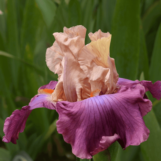 Ciaparat Bearded Iris (Coming in 2028) - Love Dahlias-south-africa-flower-bulbs