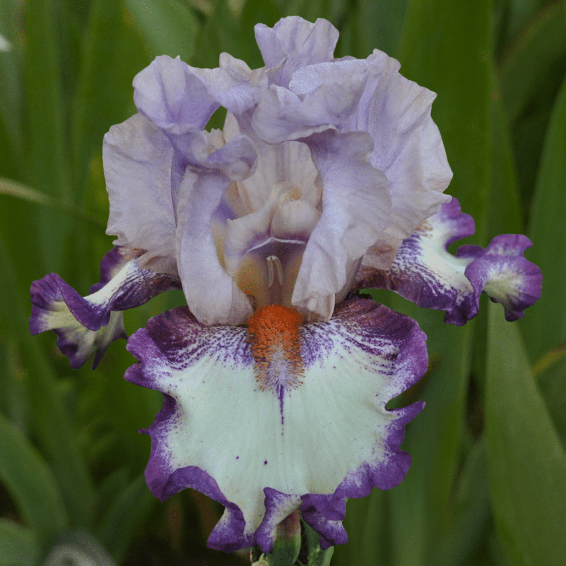 Clownerie Bearded Iris (Coming in 2028) - Love Dahlias-south-africa-flower-bulbs