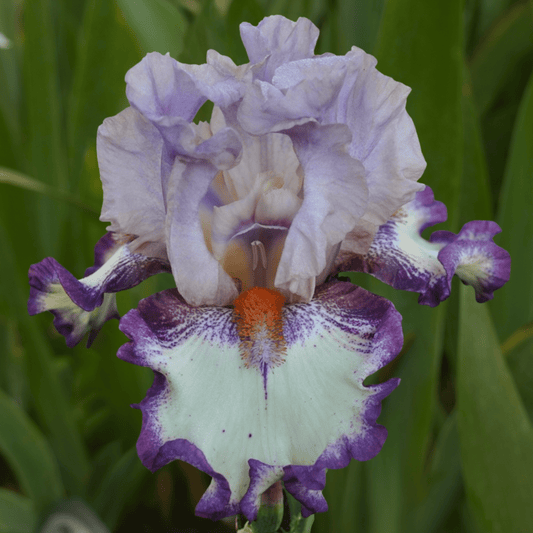 Clownerie Bearded Iris (Coming in 2028) - Love Dahlias-south-africa-flower-bulbs