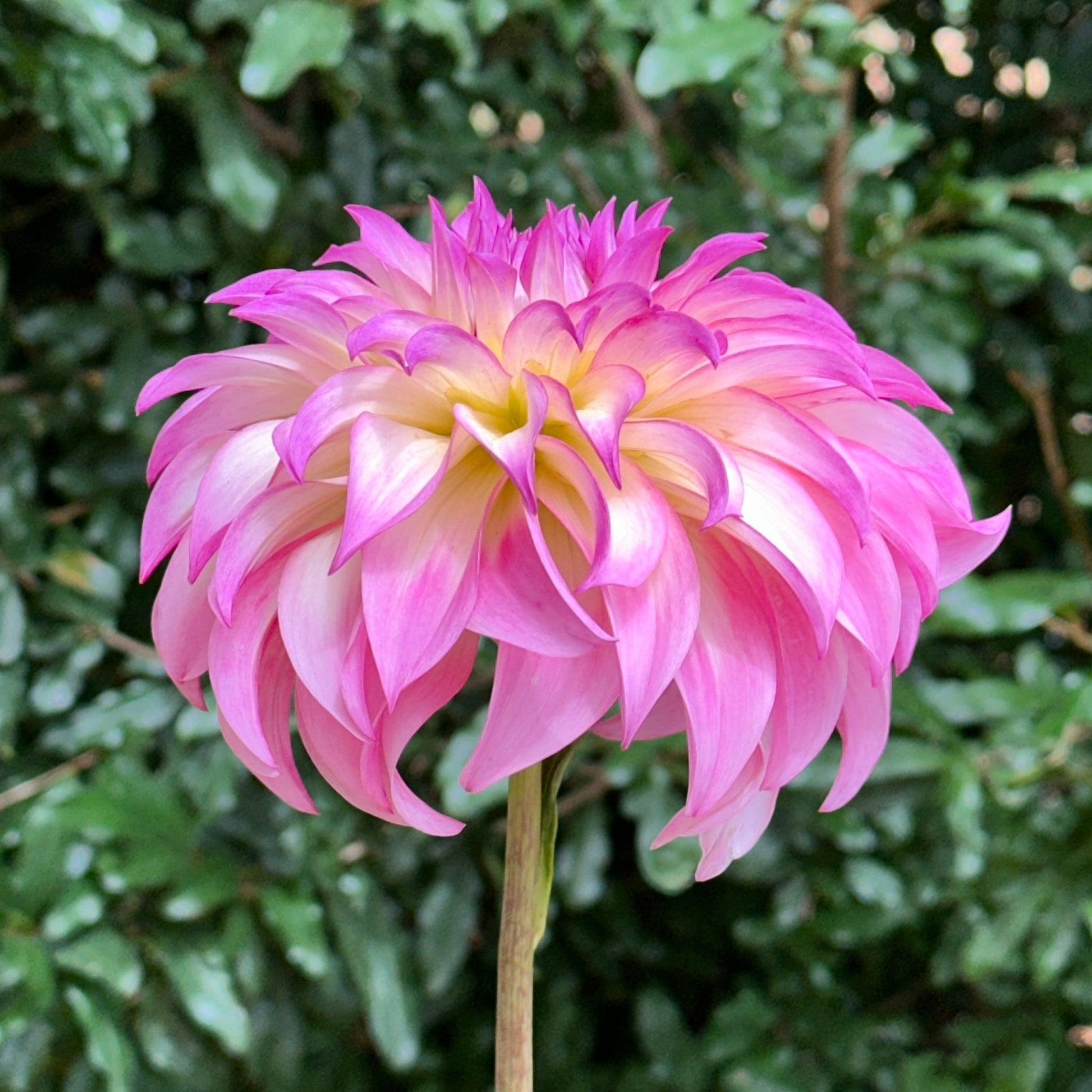 Colorado Classic Dahlia Tuber - Love Dahlias - south - africa - flower - bulbs