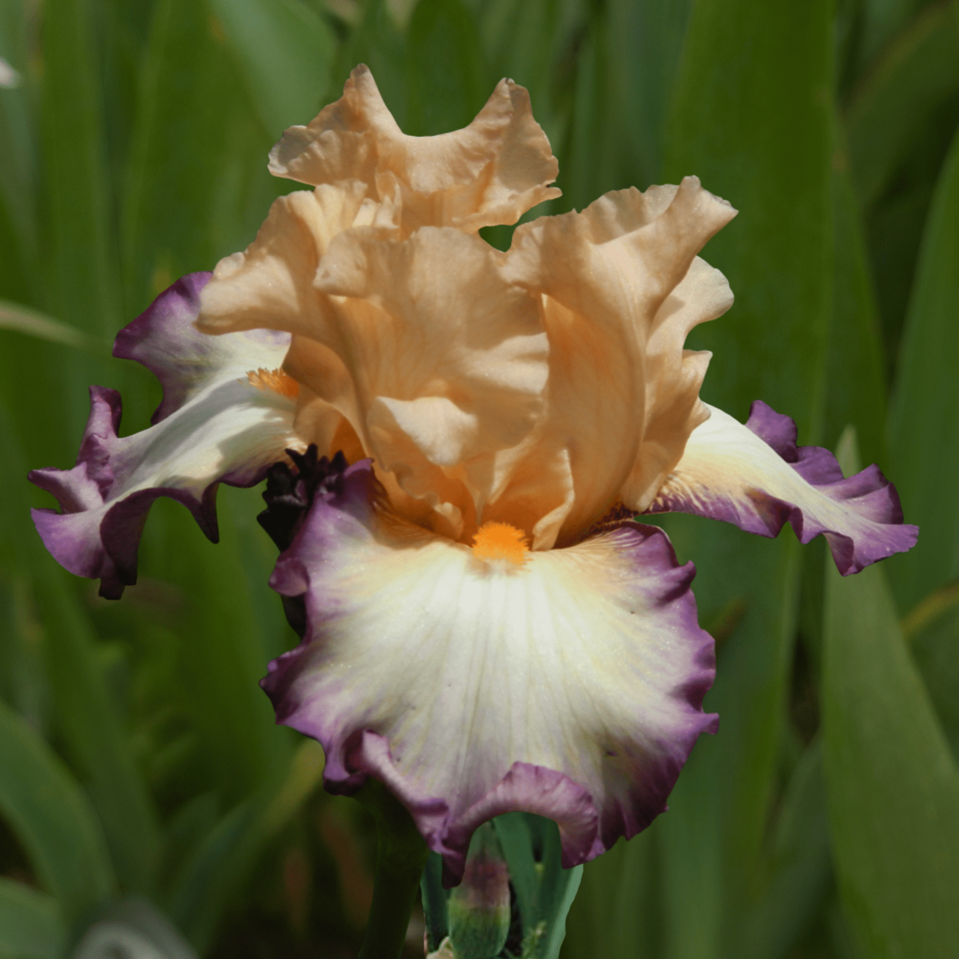 Comfortable Bearded Iris (Coming in 2028) - Love Dahlias-south-africa-flower-bulbs