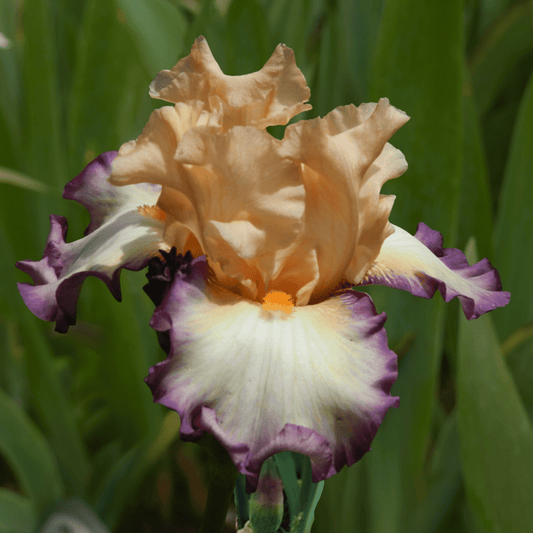 Comfortable Bearded Iris (Coming in 2028) - Love Dahlias-south-africa-flower-bulbs