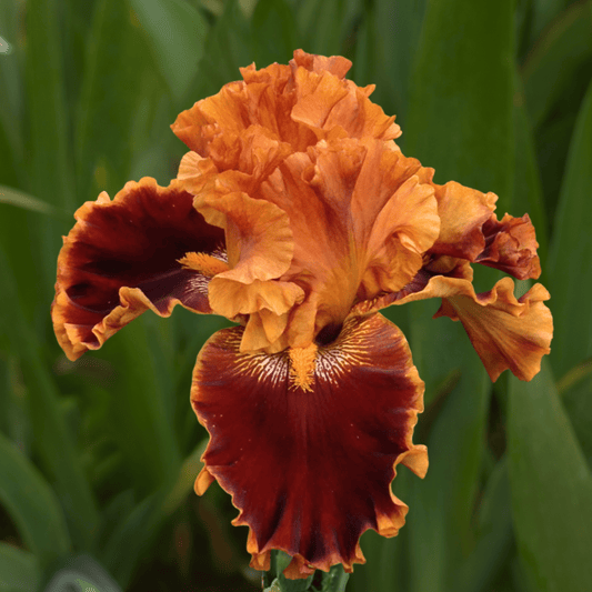 Copatonic Bearded Iris (Coming in 2028) - Love Dahlias-south-africa-flower-bulbs