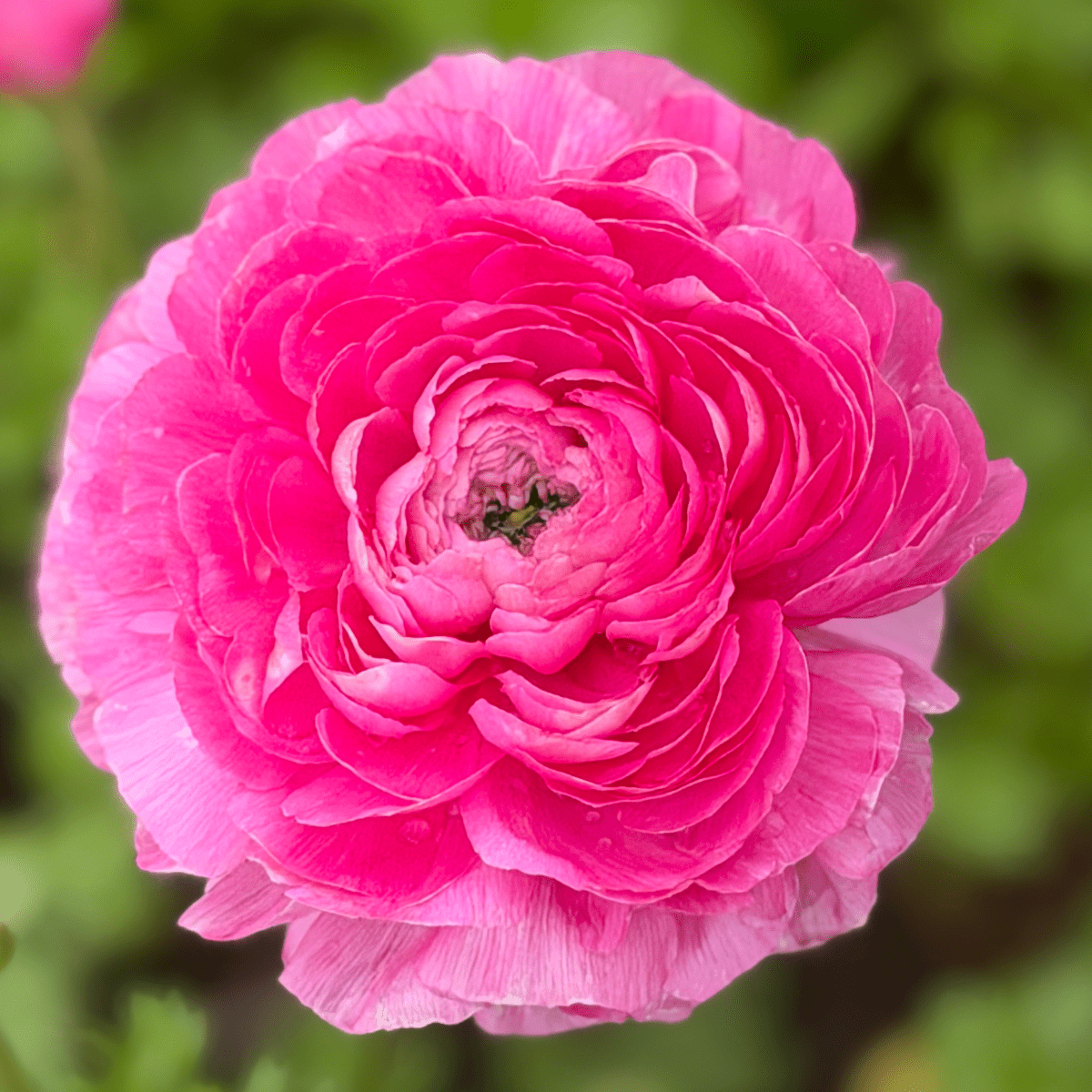 Coral Crush Elegantly Double Ranunculus Mix – 10 Corms - Love Dahlias-#south#-#africa#-#flower#-#bulbs#