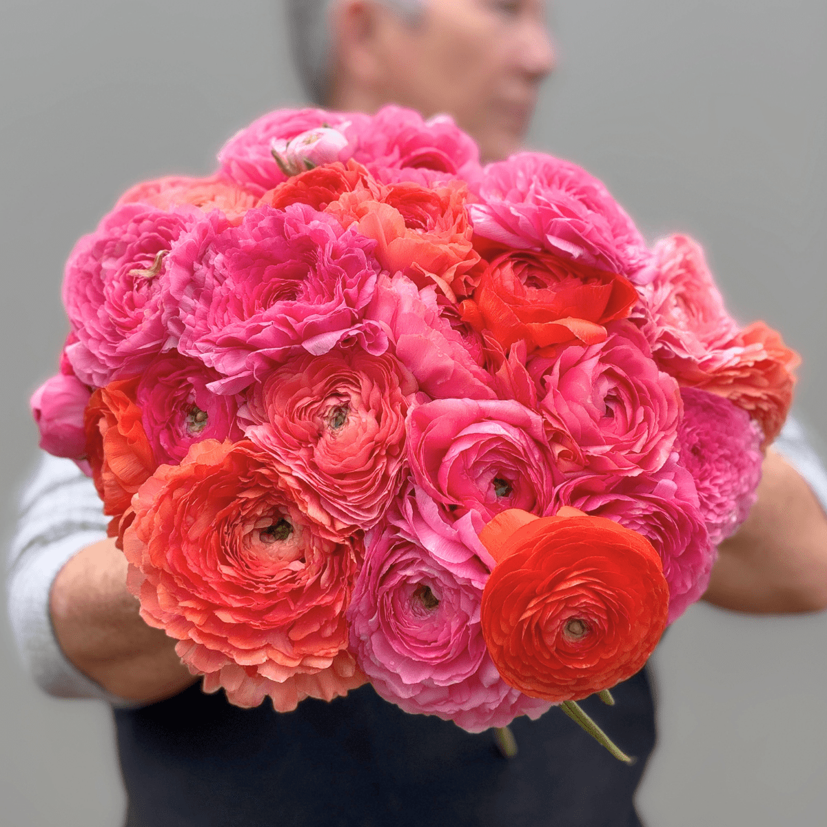 Coral Crush Elegantly Double Ranunculus Mix – 10 Corms - Love Dahlias-#south#-#africa#-#flower#-#bulbs#