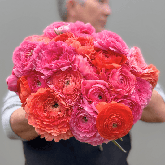Coral Crush Elegantly Double Ranunculus Mix – 10 Corms - Love Dahlias-#south#-#africa#-#flower#-#bulbs#