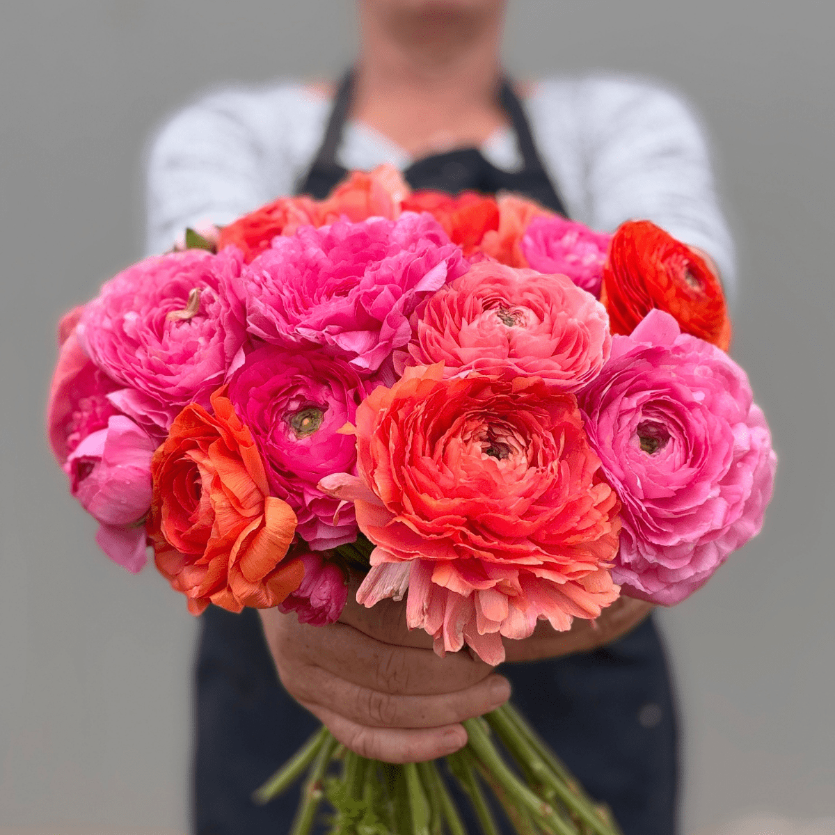 Coral Crush Elegantly Double Ranunculus Mix – 10 Corms - Love Dahlias-#south#-#africa#-#flower#-#bulbs#