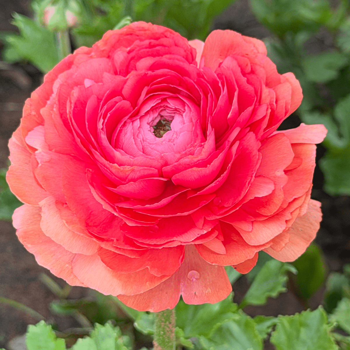 Coral Crush Elegantly Double Ranunculus Mix – 10 Corms - Love Dahlias-#south#-#africa#-#flower#-#bulbs#