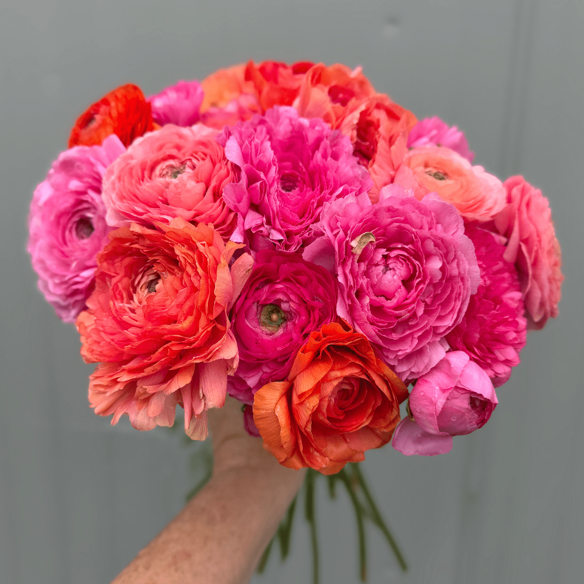 Coral Crush Elegantly Double Ranunculus Mix – 10 Corms - Love Dahlias-#south#-#africa#-#flower#-#bulbs#