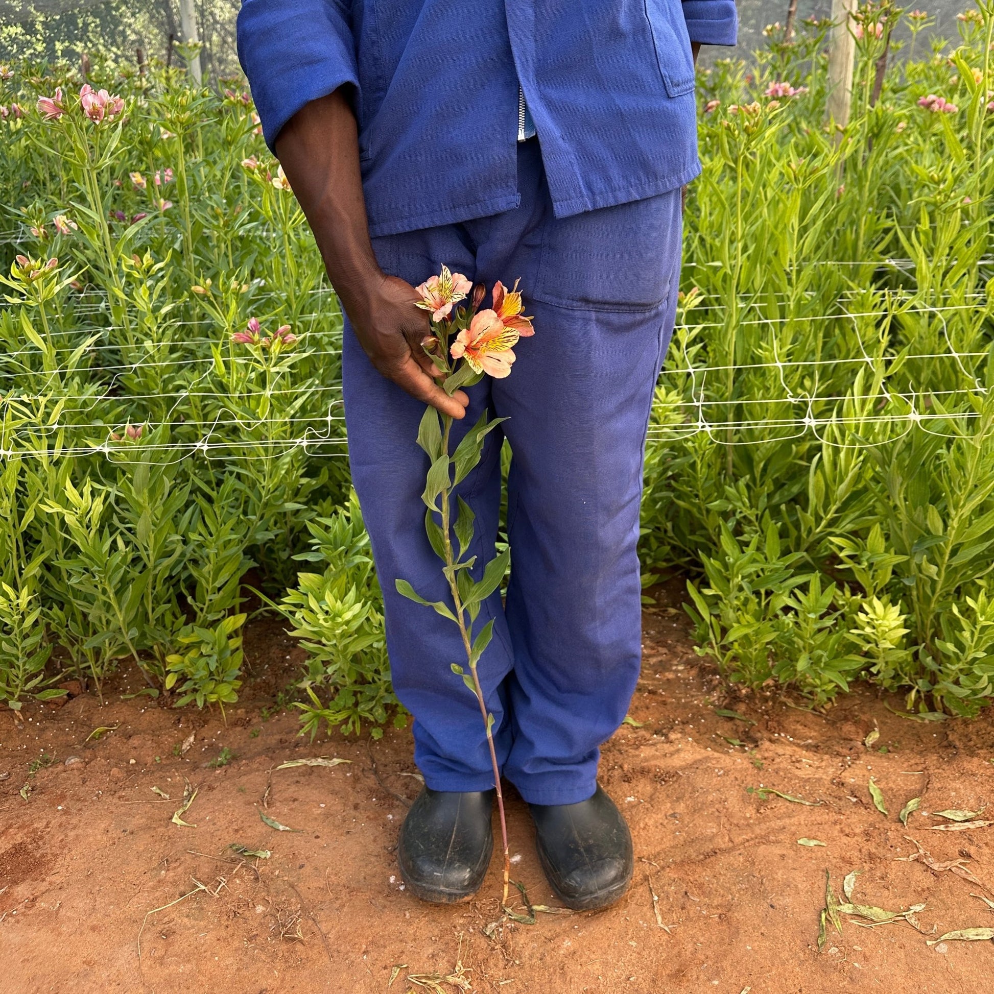 Coral Fire Alstroemeria Plant (Inca Lily) - Love Dahlias - south - africa - flower - bulbs