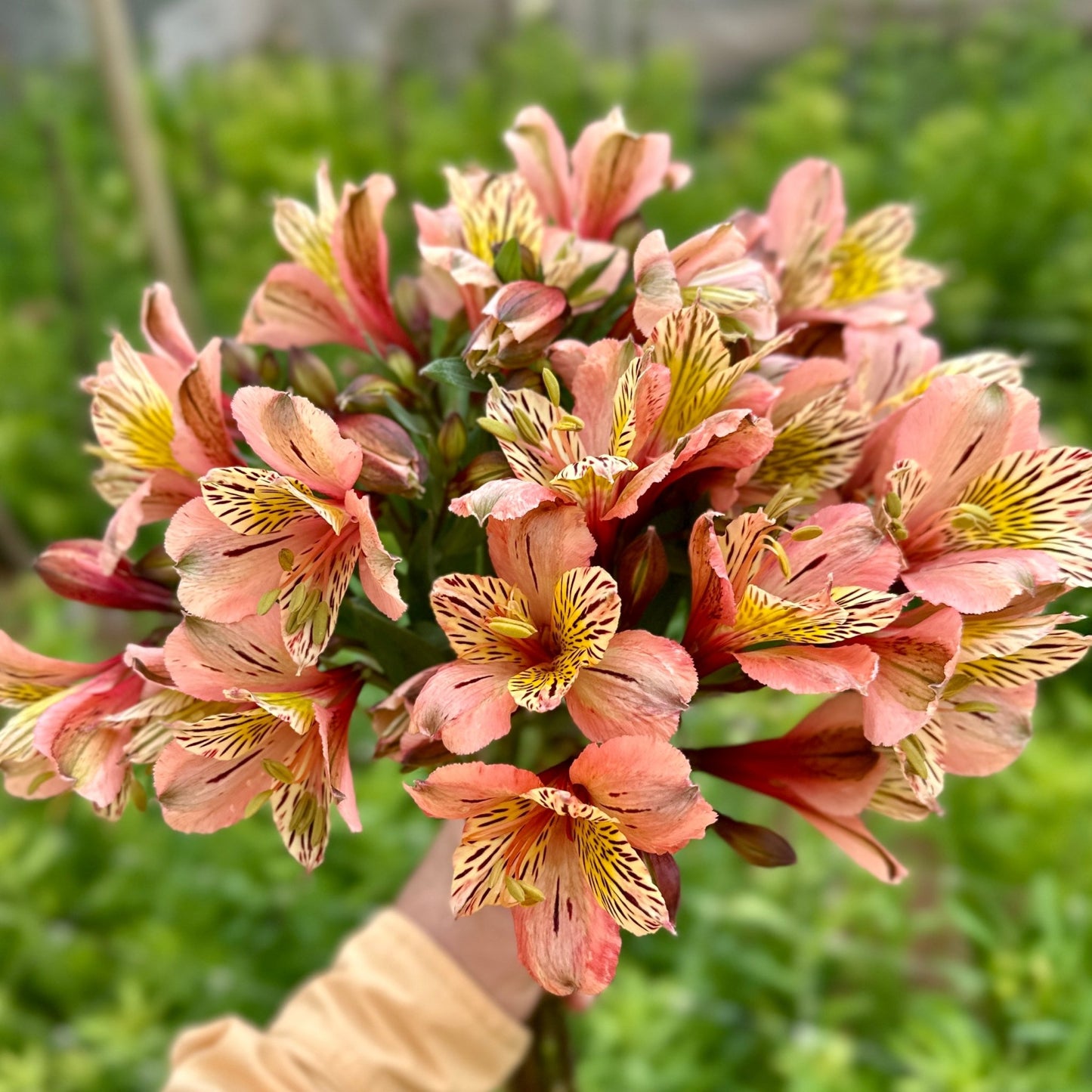 Coral Fire Alstroemeria Plant (Inca Lily) - Love Dahlias - south - africa - flower - bulbs