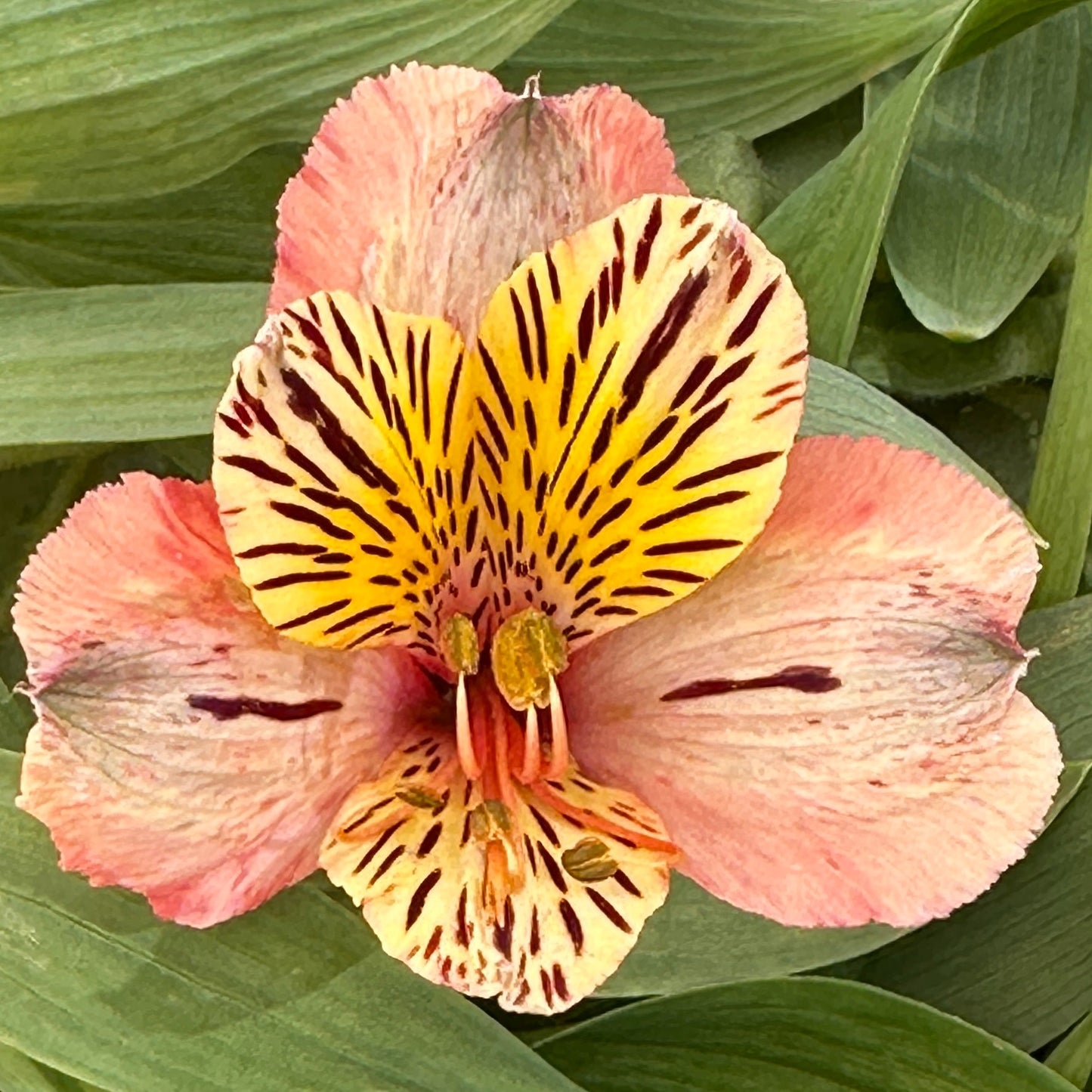 Coral Fire Alstroemeria Plant (Inca Lily) - Love Dahlias - south - africa - flower - bulbs