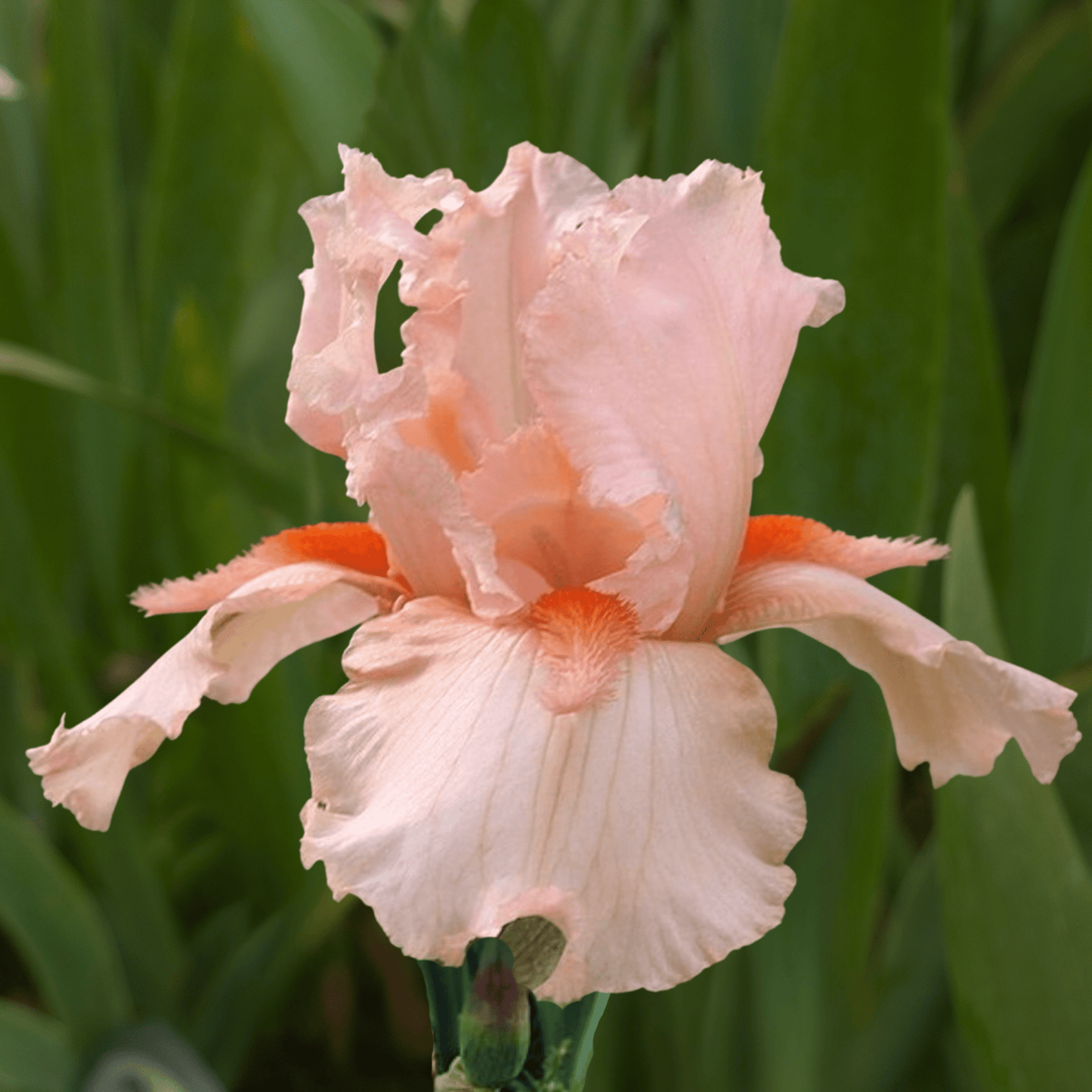 Coral Point Bearded Iris (Coming in 2028) - Love Dahlias-south-africa-flower-bulbs