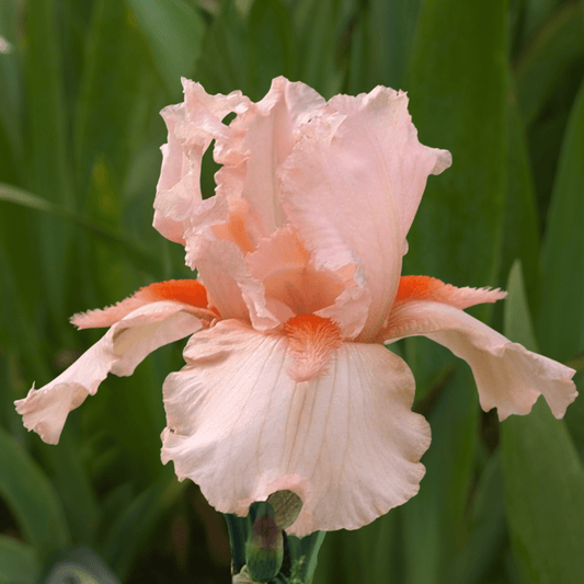 Coral Point Bearded Iris (Coming in 2028) - Love Dahlias-south-africa-flower-bulbs