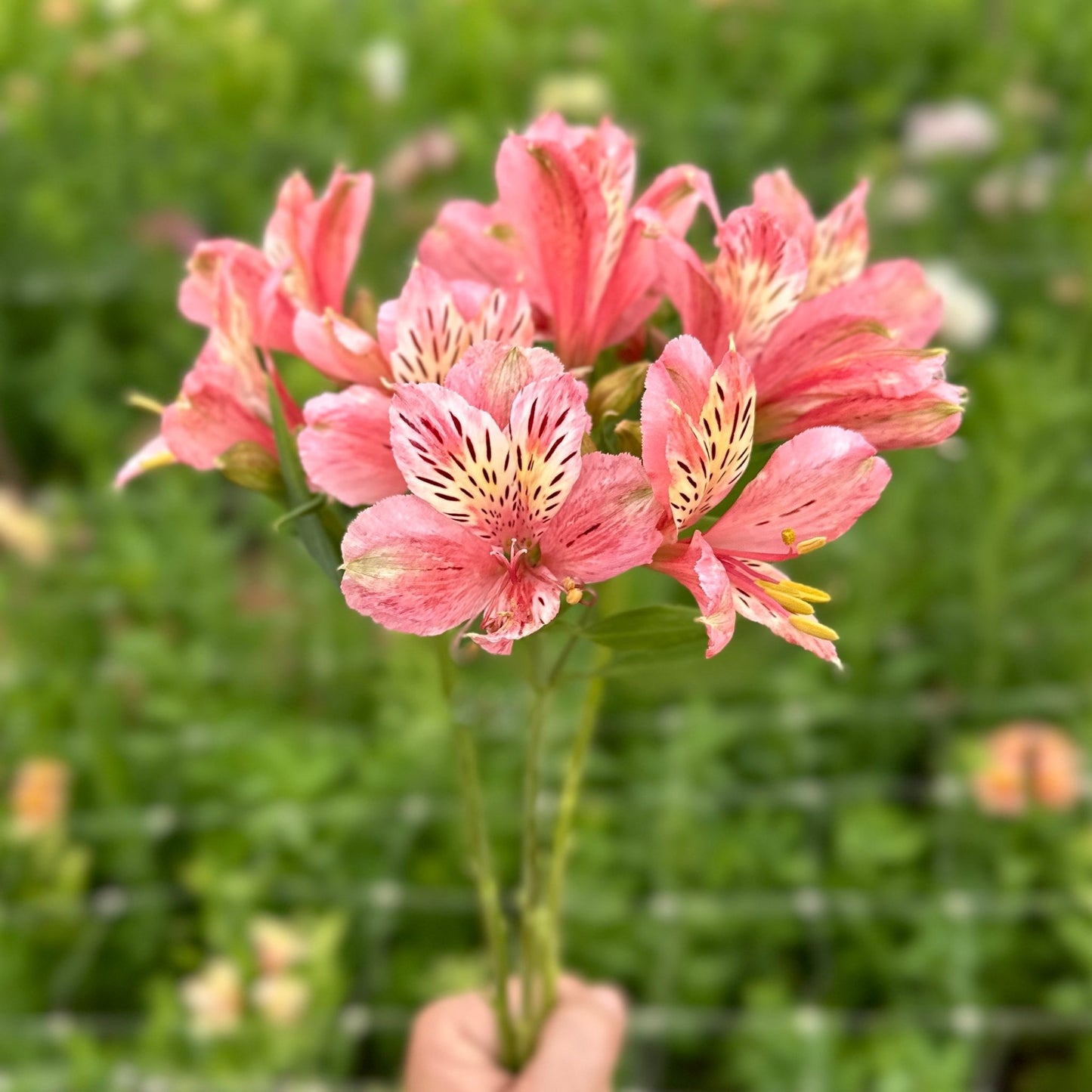 Coral Queen Alstroemeria Plant (Inca Lily) - Love Dahlias - south - africa - flower - bulbs