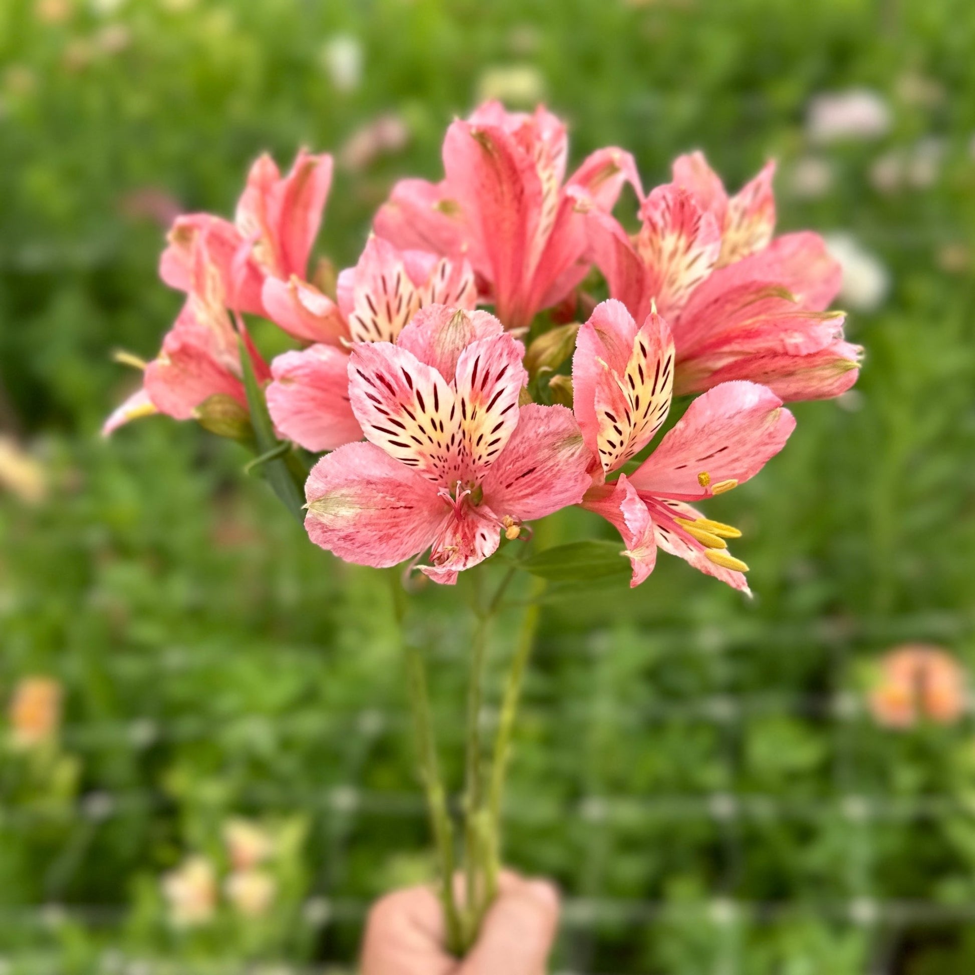 Coral Queen Alstroemeria Plant (Inca Lily) - Love Dahlias - south - africa - flower - bulbs