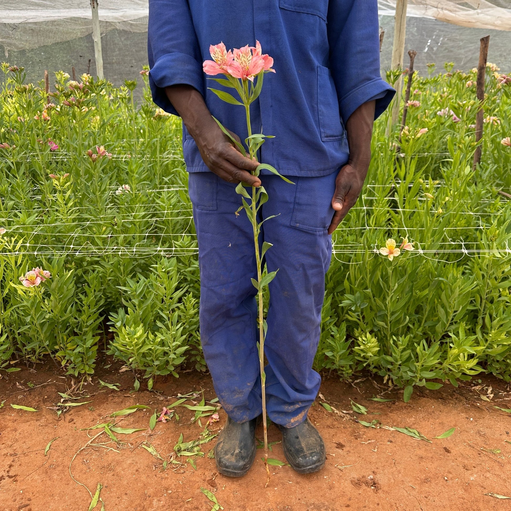 Coral Queen Alstroemeria Plant (Inca Lily) - Love Dahlias - south - africa - flower - bulbs