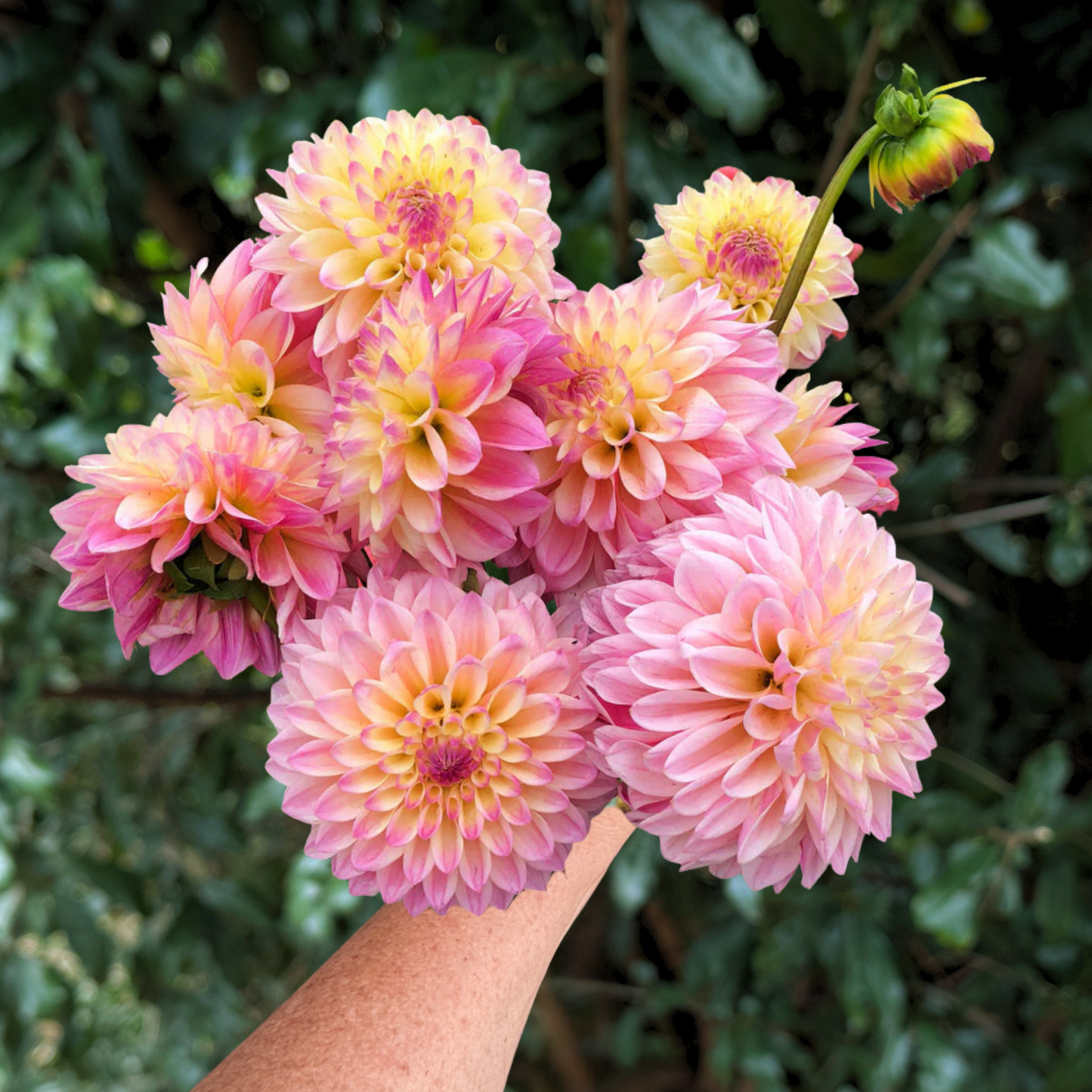 Coralie Dahlia Tuber | South Africa - Love Dahlias - south - africa - flower - bulbs