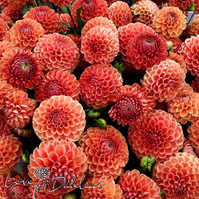 Cornel Bronze Dahlia Tuber - Love Dahlias - south - africa - flower - bulbs