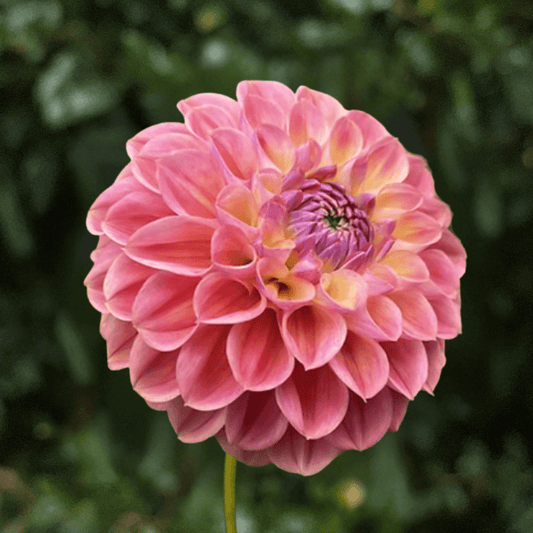 Coseytown Baby Cakes Dahlia Tuber | South Africa - Love Dahlias-south-africa-flower-bulbs