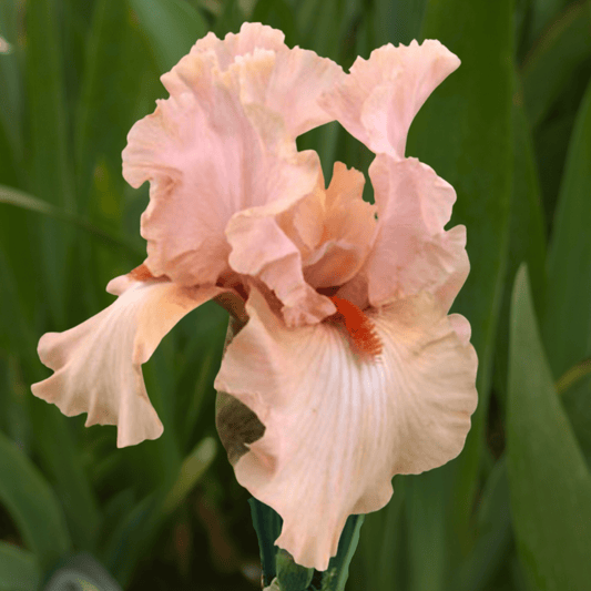 Coup de Foudre Bearded Iris (Coming in 2028) - Love Dahlias-south-africa-flower-bulbs