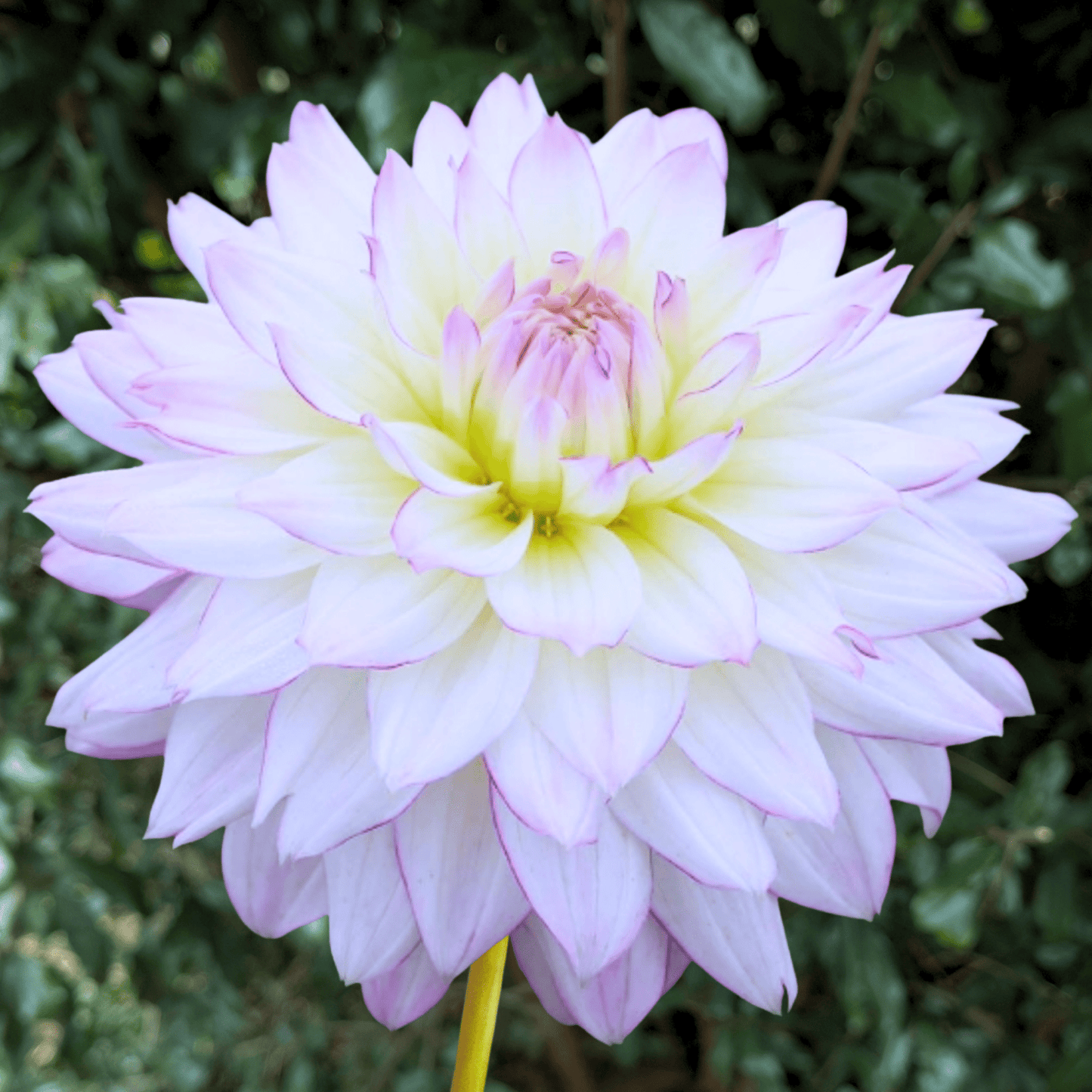 Crazy Love Dahlia Tuber | South Africa - Love Dahlias - south - africa - flower - bulbs