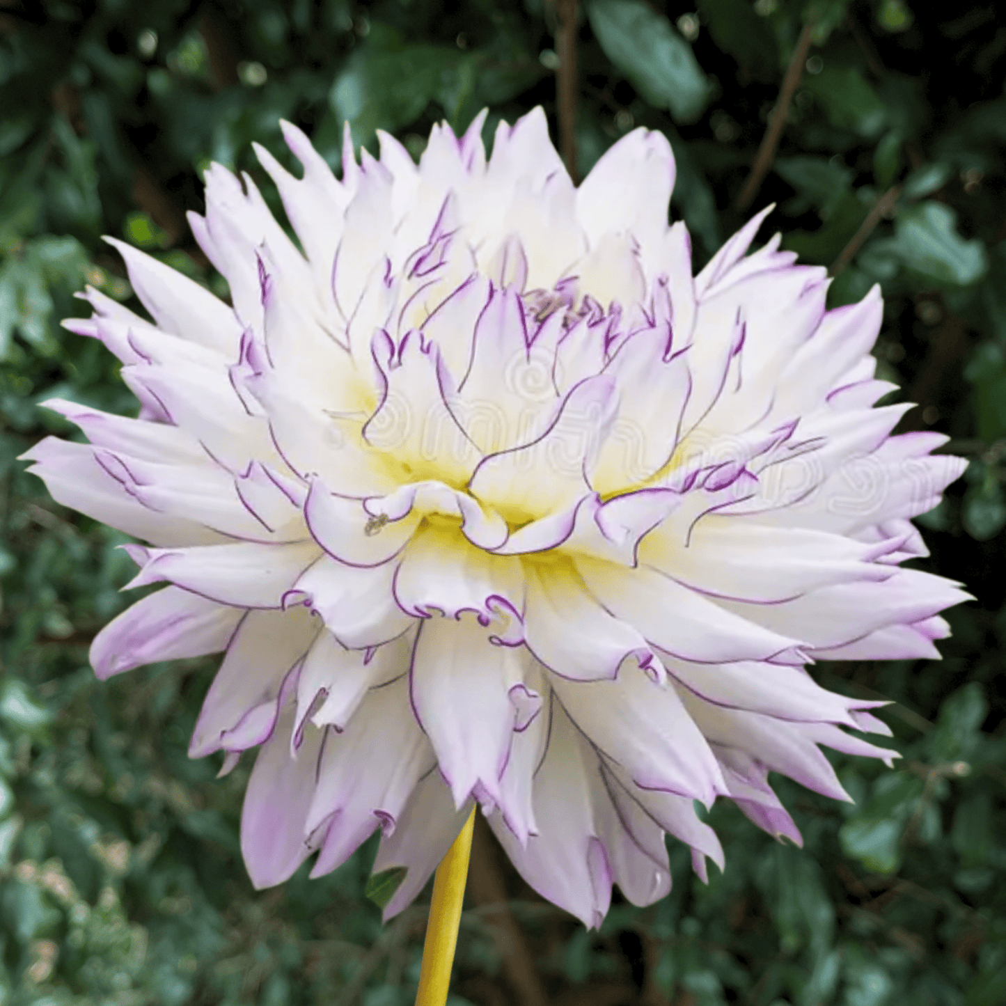 Crazy Love Dahlia Tuber | South Africa - Love Dahlias - south - africa - flower - bulbs