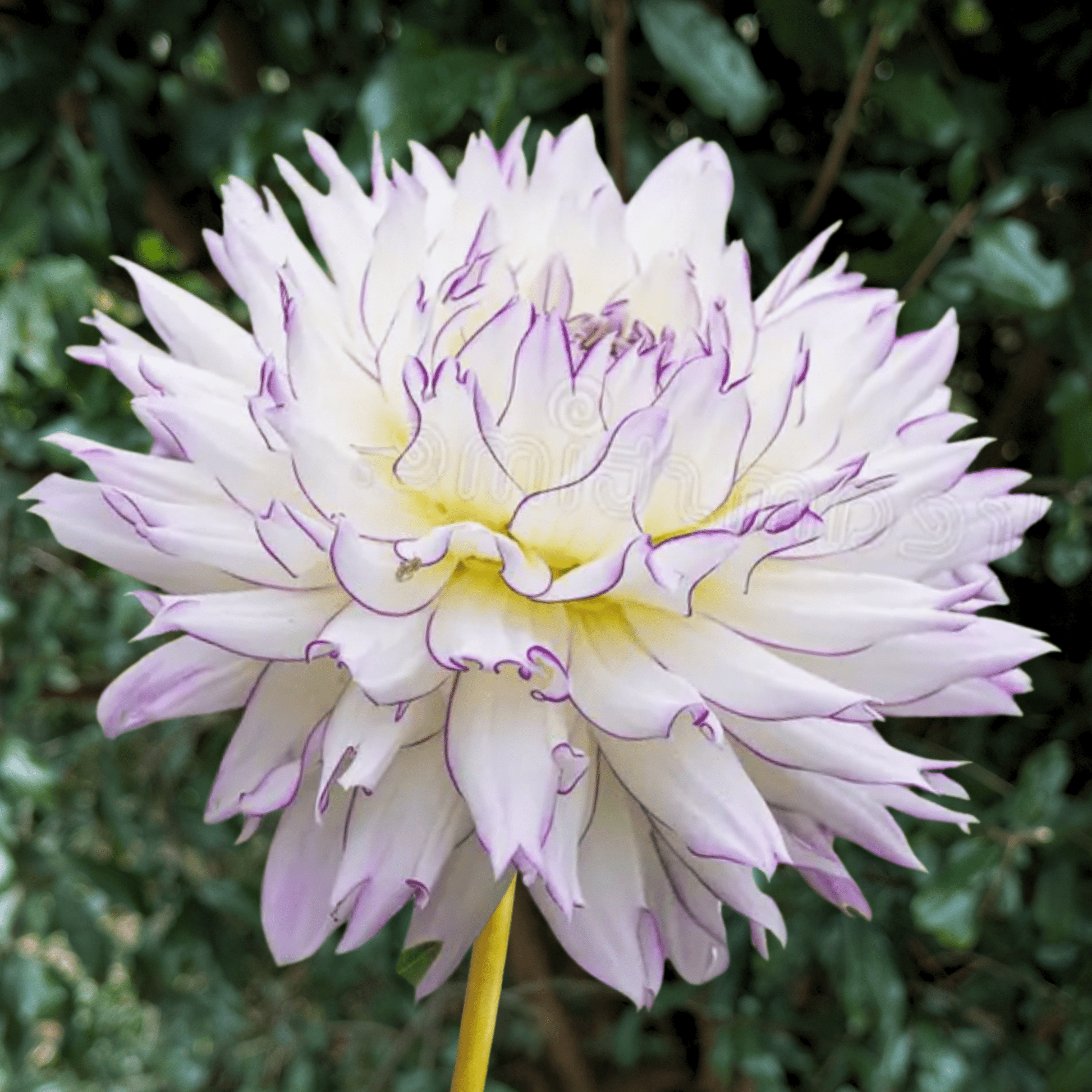 Crazy Love Dahlia Tuber | South Africa - Love Dahlias - south - africa - flower - bulbs