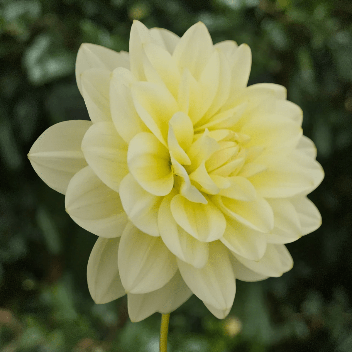 Cream Beauty Dahlia Tuber | South Africa - Love Dahlias-#south#-#africa#-#flower#-#bulbs#
