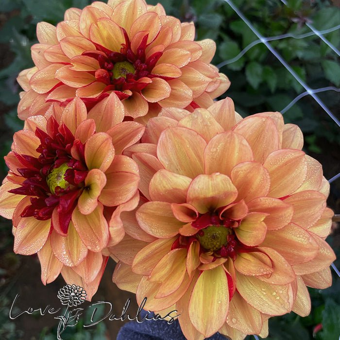 Crème de Cognac Dahlia Tuber - Love Dahlias - south - africa - flower - bulbs