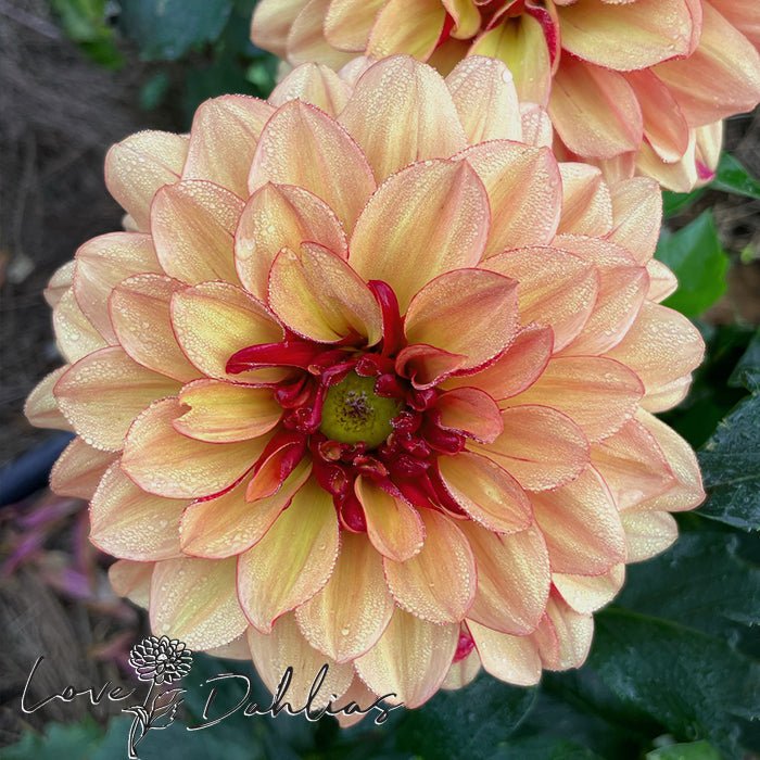 Crème de Cognac Dahlia Tuber - Love Dahlias - south - africa - flower - bulbs