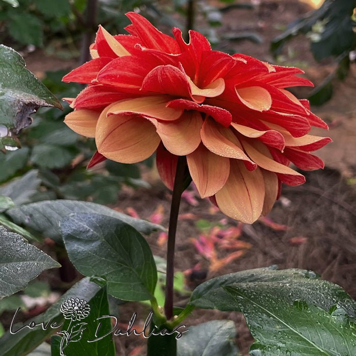 Crème de Cognac Dahlia Tuber - Love Dahlias - south - africa - flower - bulbs