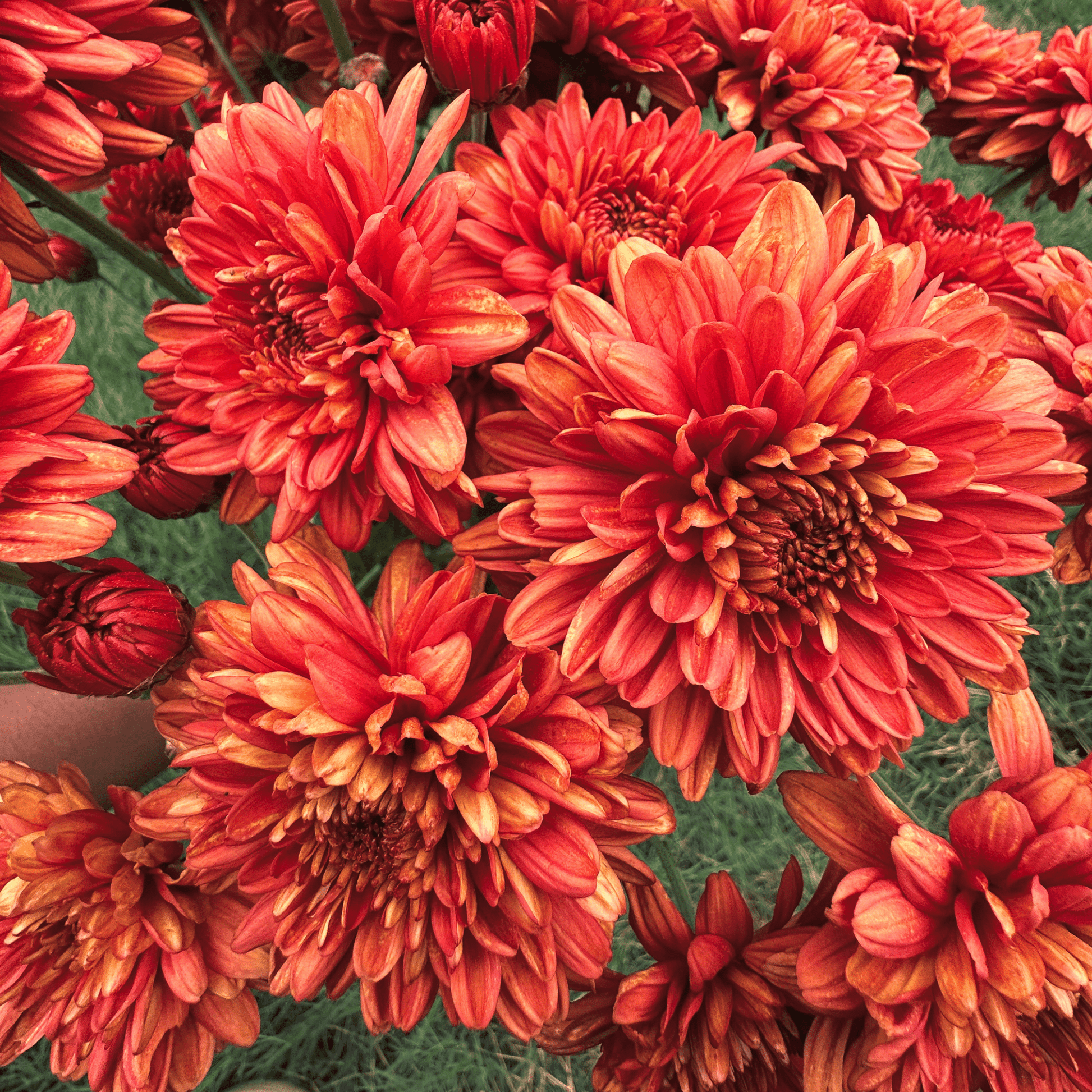 Crimson Ember Heirloom Chrysanthemum | South Africa - Love Dahlias - south - africa - flower - bulbs