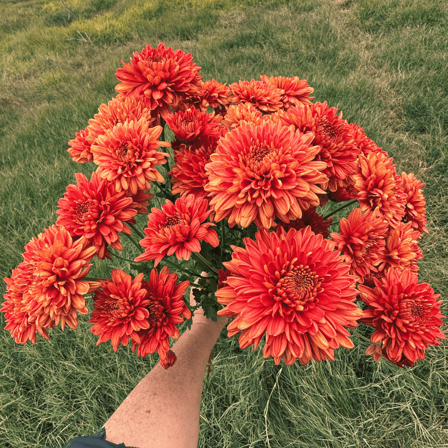 Crimson Ember Heirloom Chrysanthemum | South Africa - Love Dahlias - south - africa - flower - bulbs